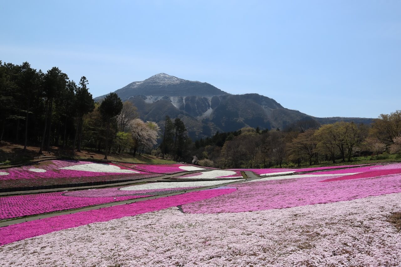 羊山公園芝桜の丘