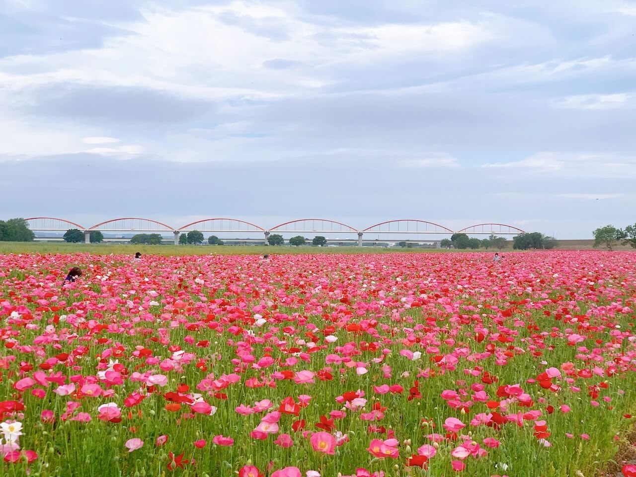 こうのす花まつり