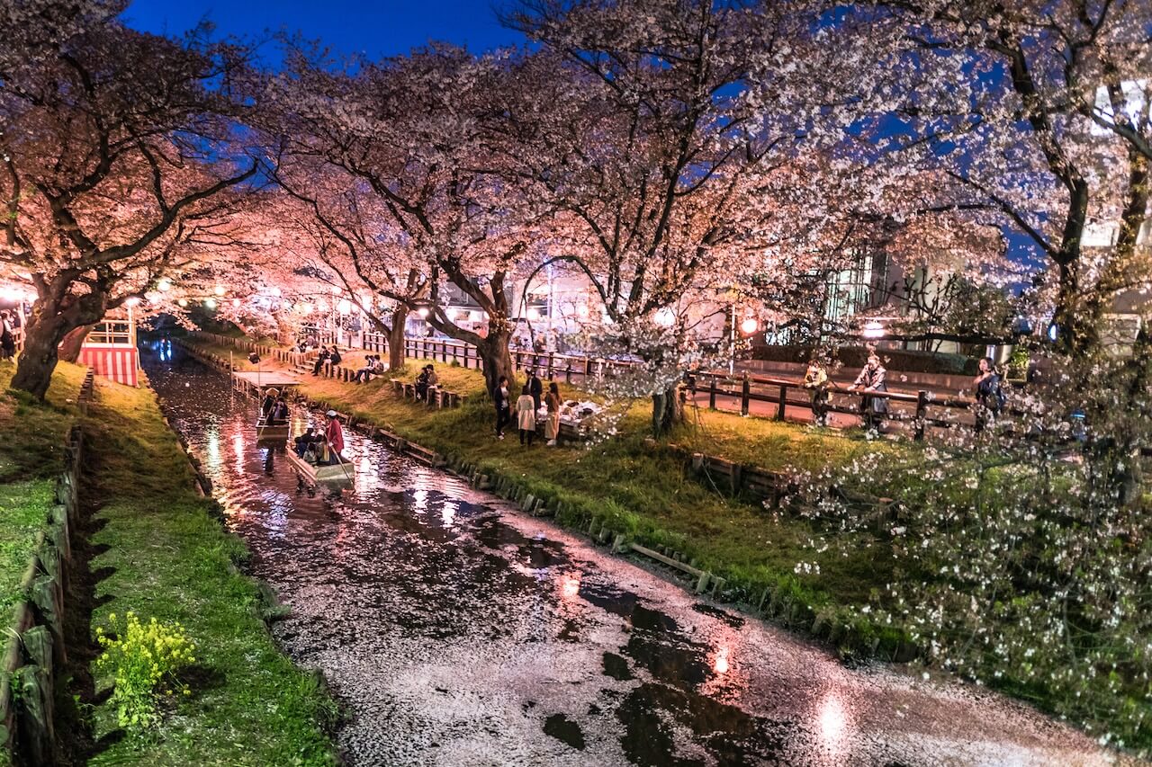 新河岸川の夜桜