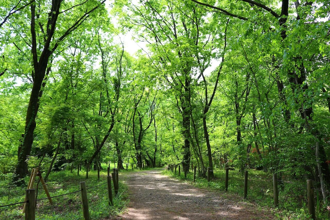 新緑の嵐山渓谷遊歩道