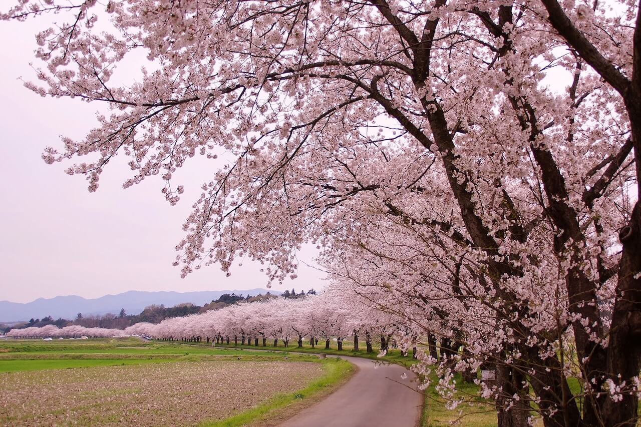 都幾川桜堤