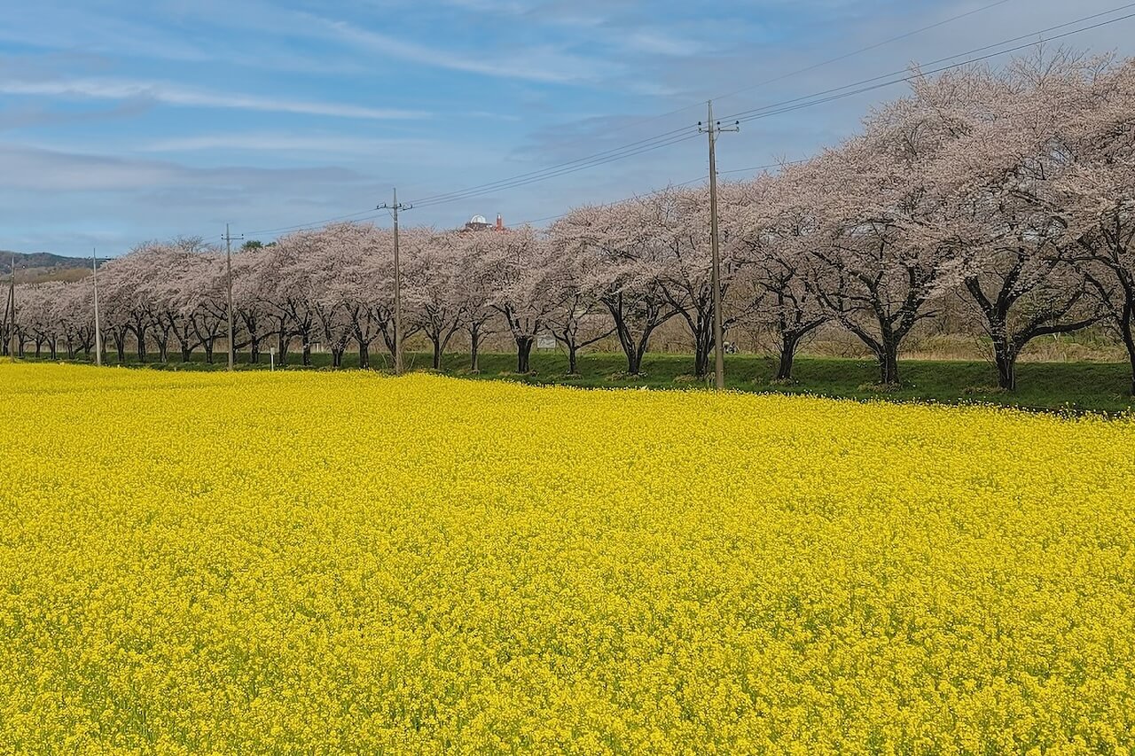 都幾川桜堤(学校橋付近)