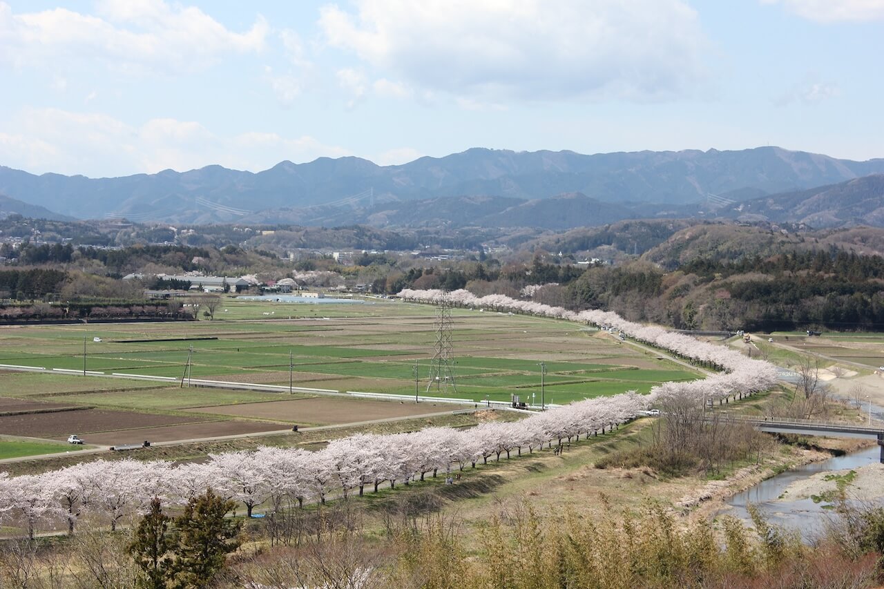 都幾川桜堤(弓なり)