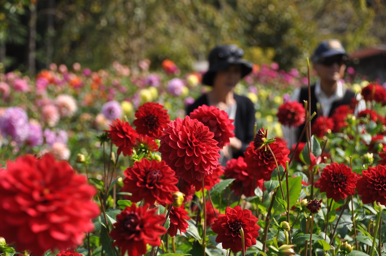 両神山麓花の郷ダリア園１