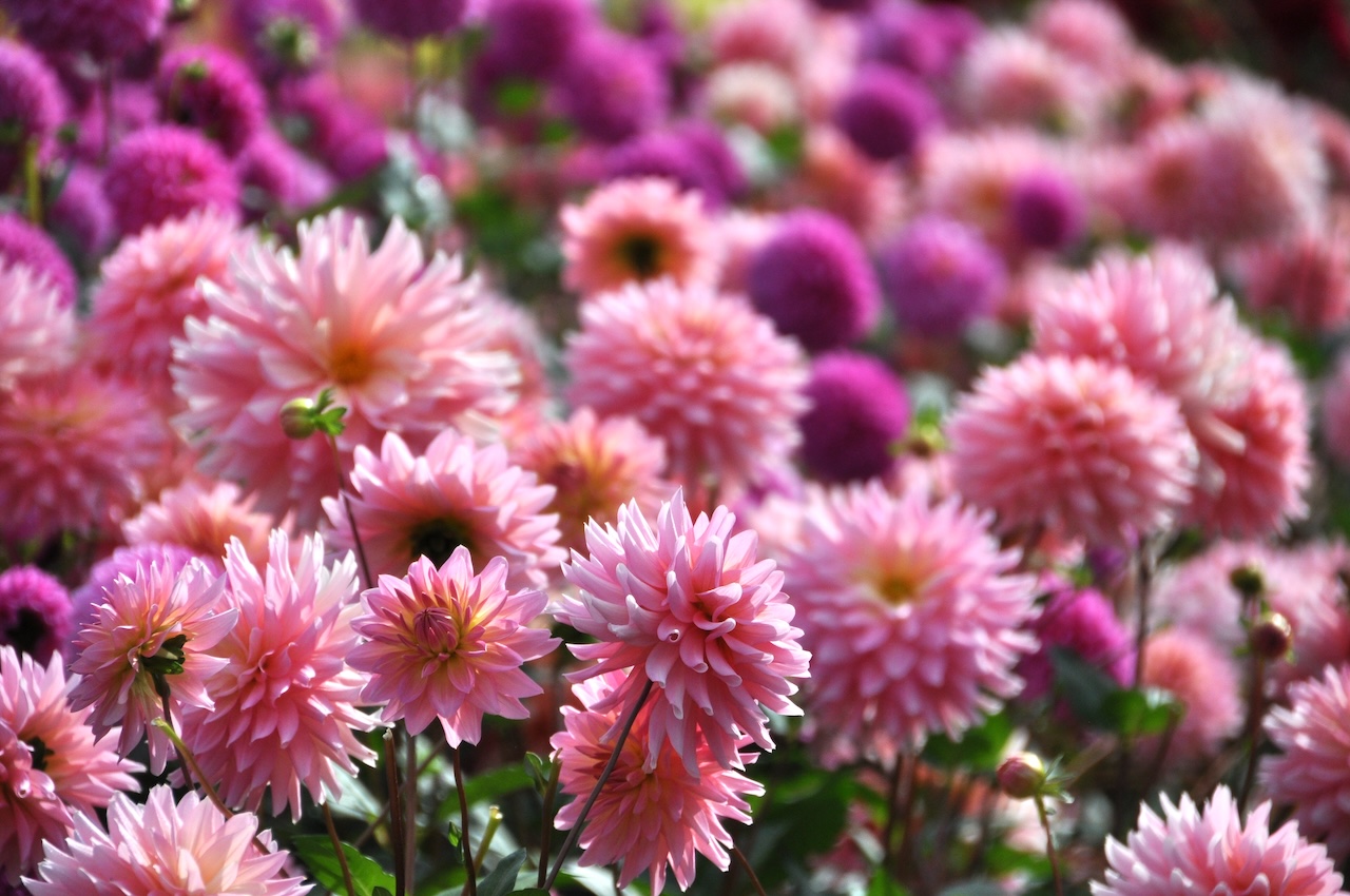 両神山麓花の郷ダリア園３