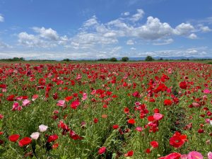 ポピー・ハッピースクエア