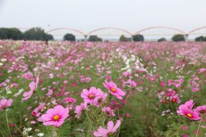 荒川コスモス畑