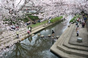 元荒川の桜並木・橋