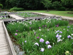 山崎公園(せせらぎ菖蒲園)
