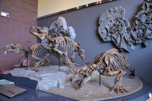 埼玉県立自然の博物館