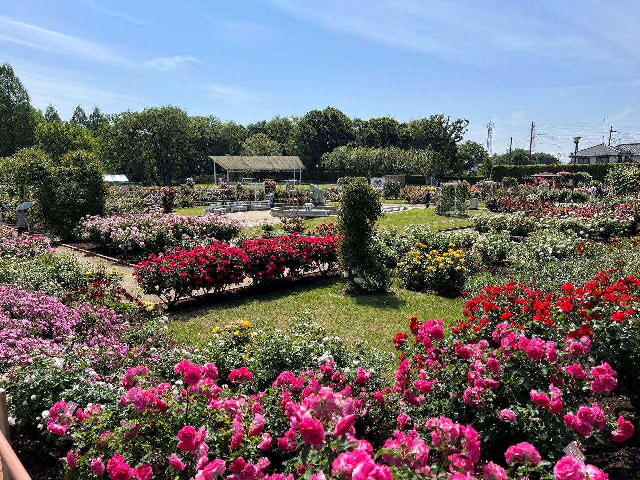 伊奈町制施行記念公園（バラ園）1