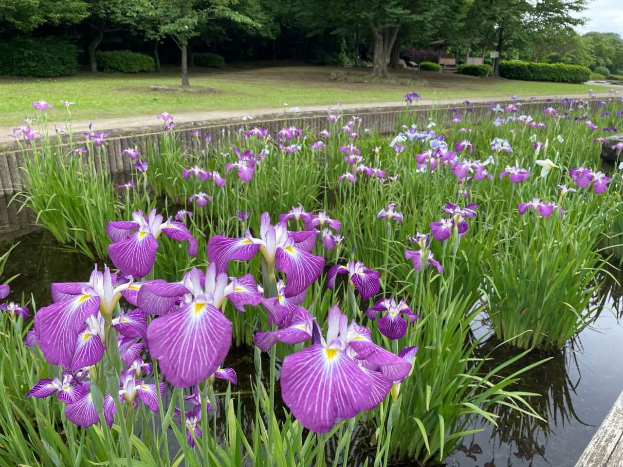 花菖蒲