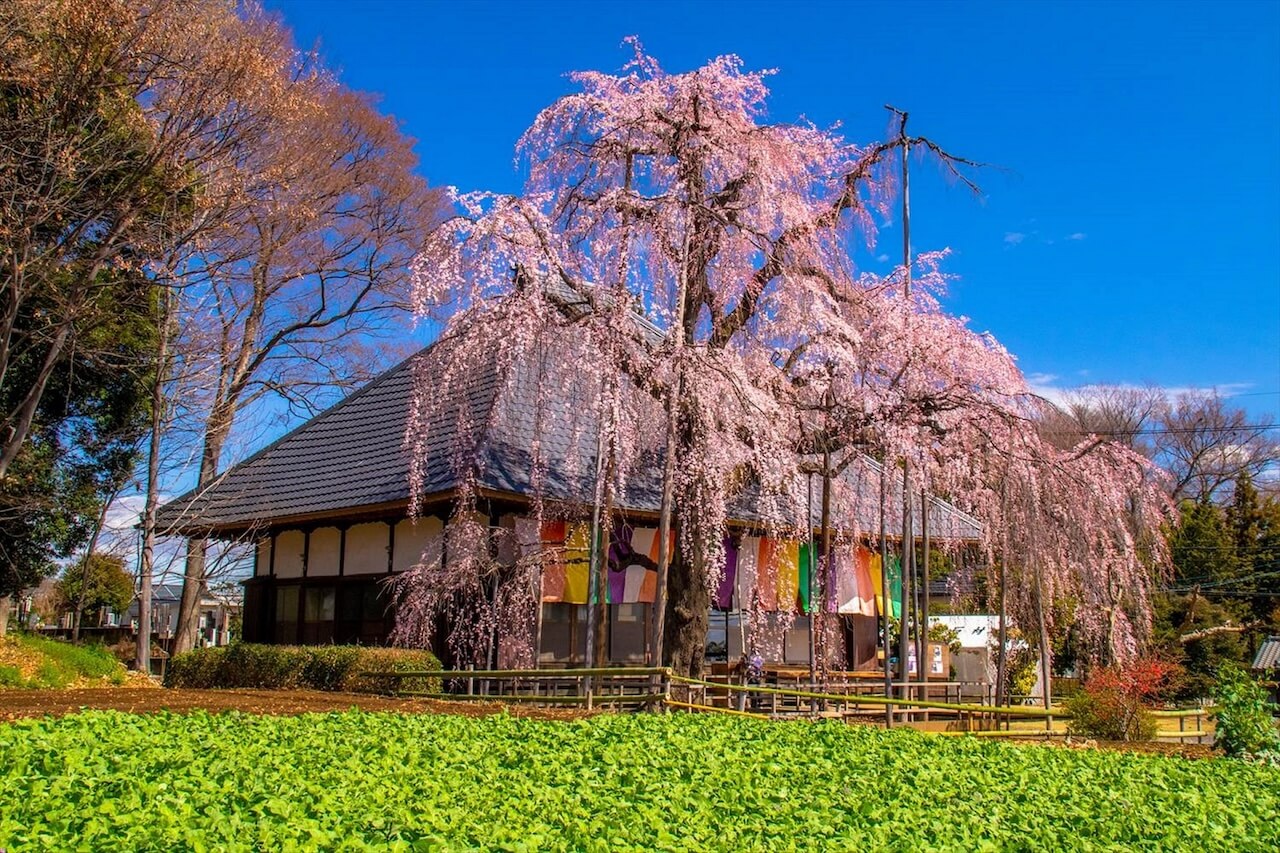 慈眼寺のシダレザクラ