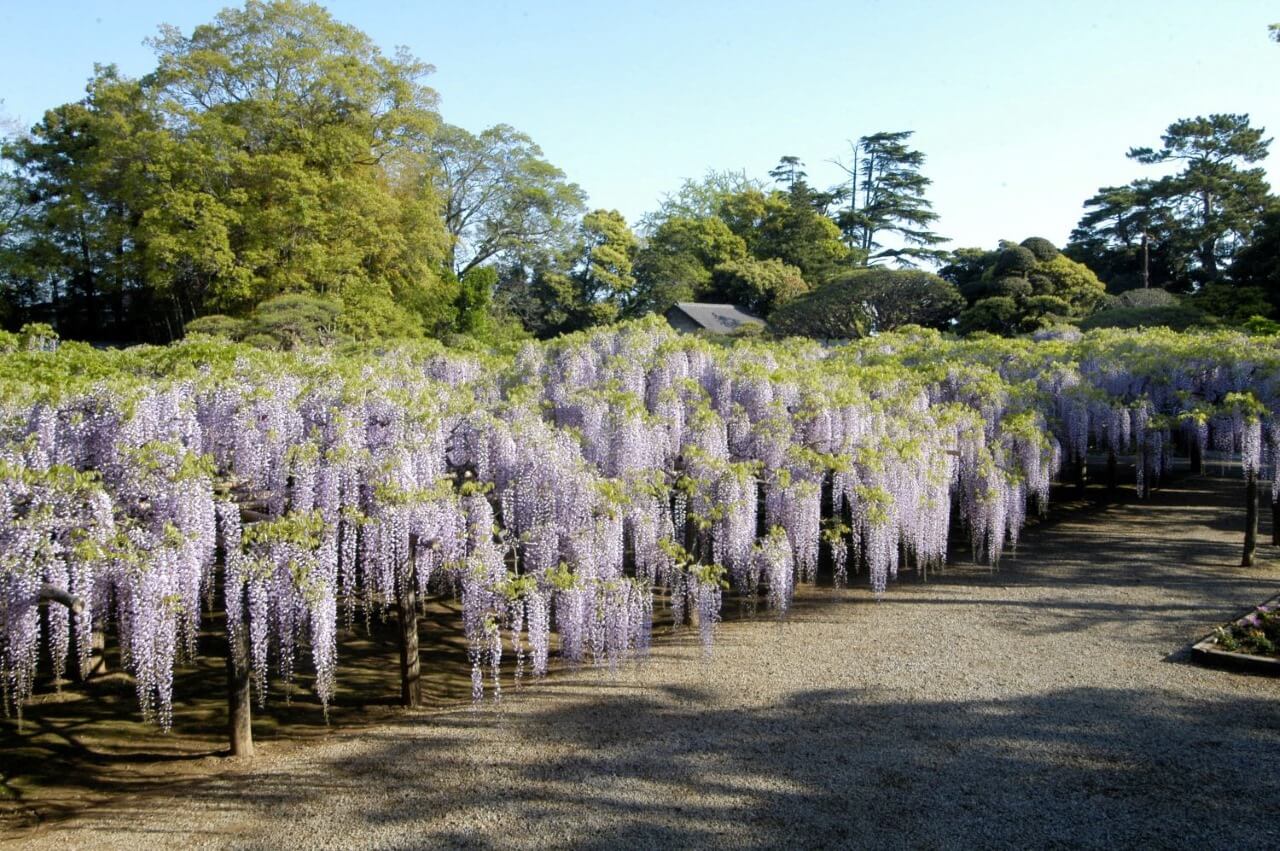 牛島の藤-1