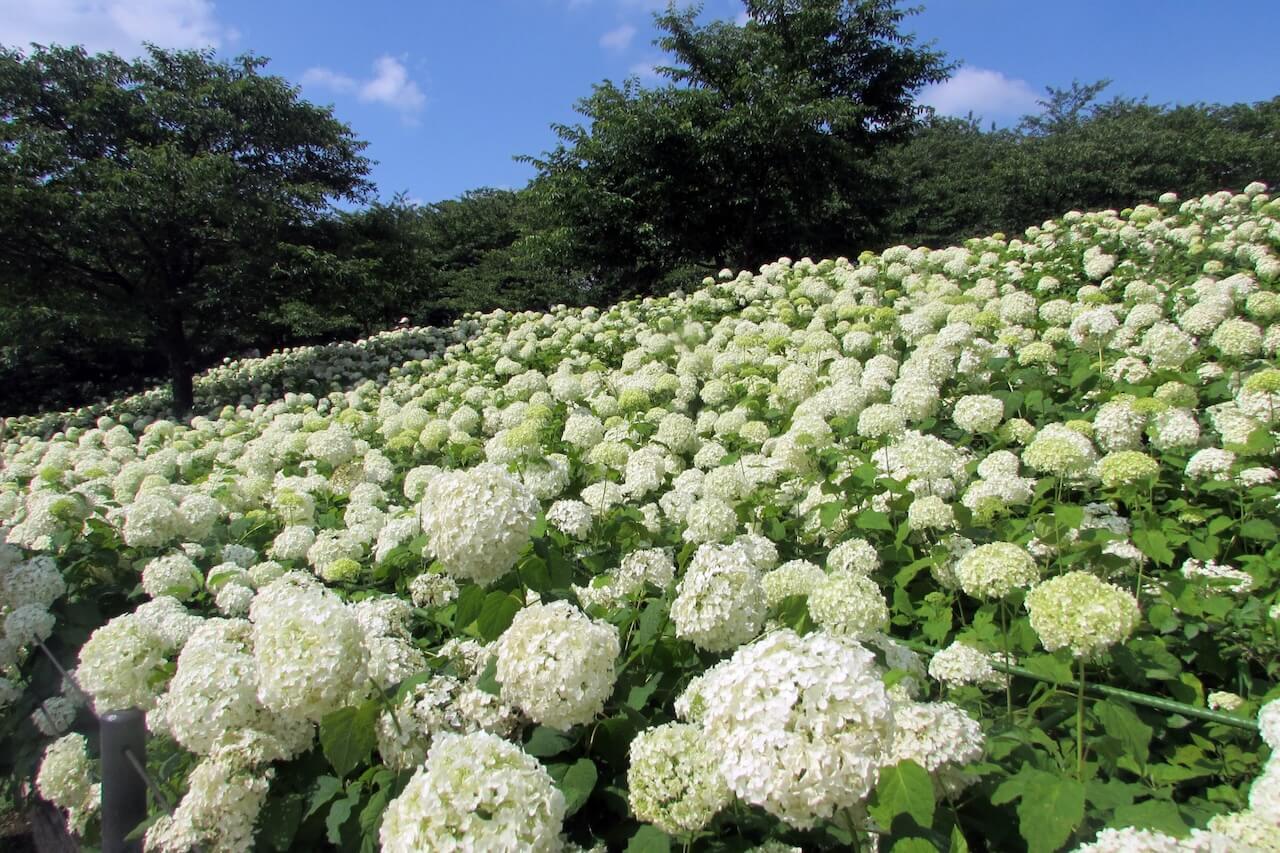 権現堂公園のあじさい