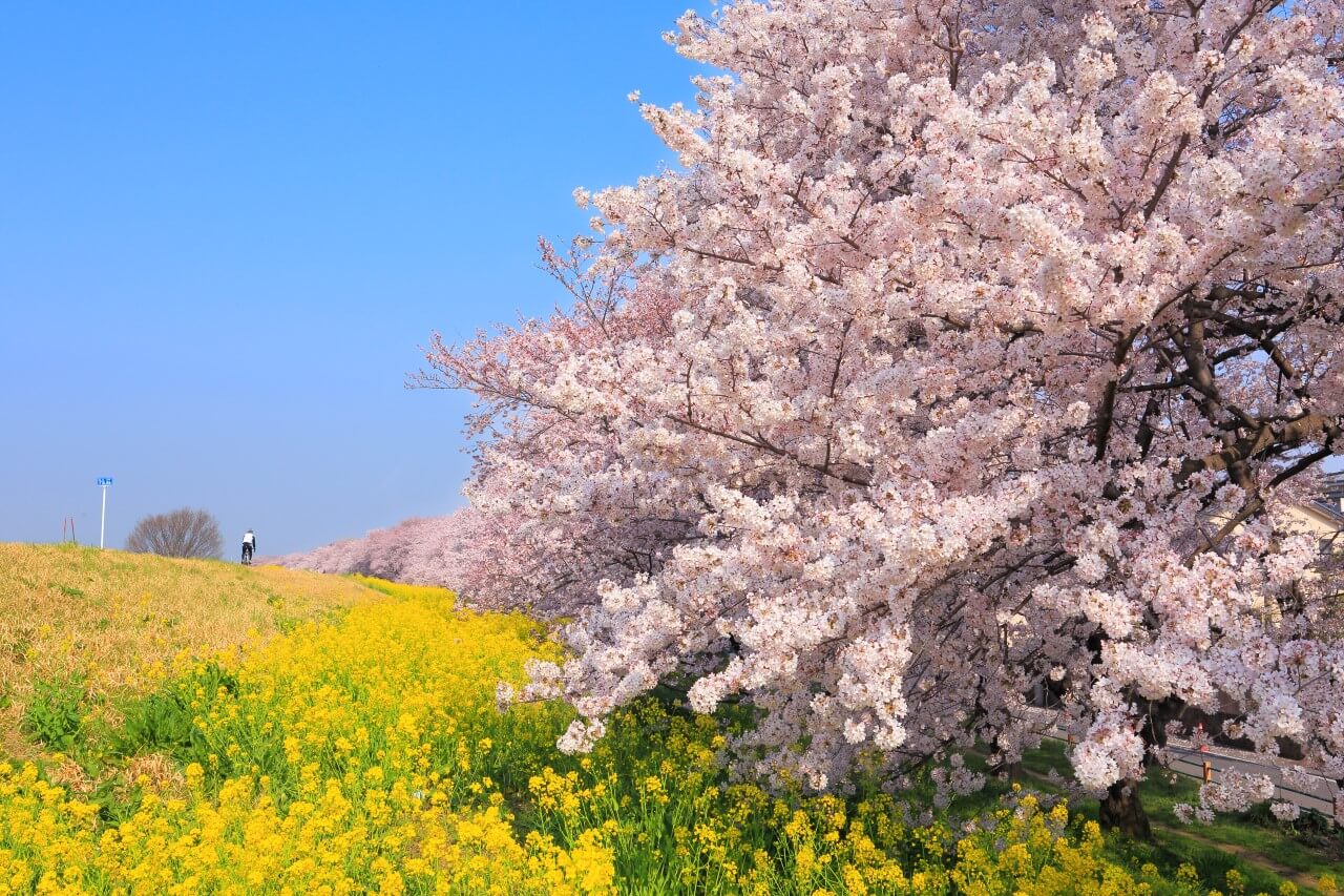 熊谷桜堤