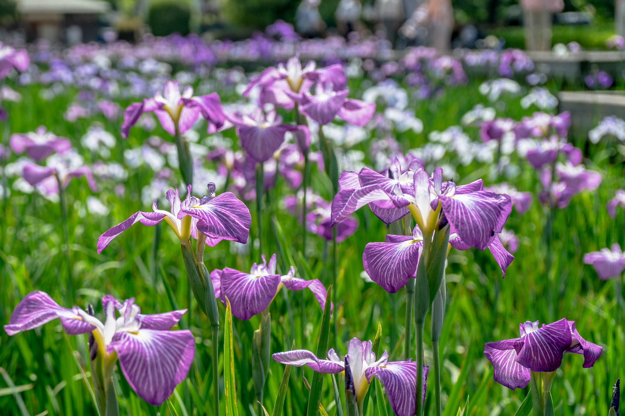 山崎公園せせらぎ菖蒲園 埼玉県公式観光サイト ちょこたび埼玉