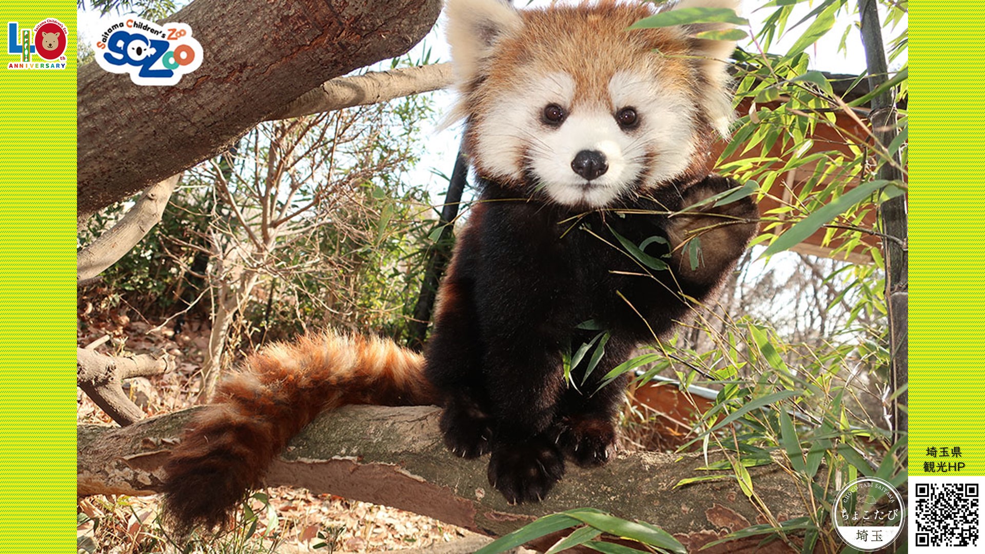 埼玉県こども動物自然公園の仲間達を背景に 埼玉県公式観光サイト ちょこたび埼玉