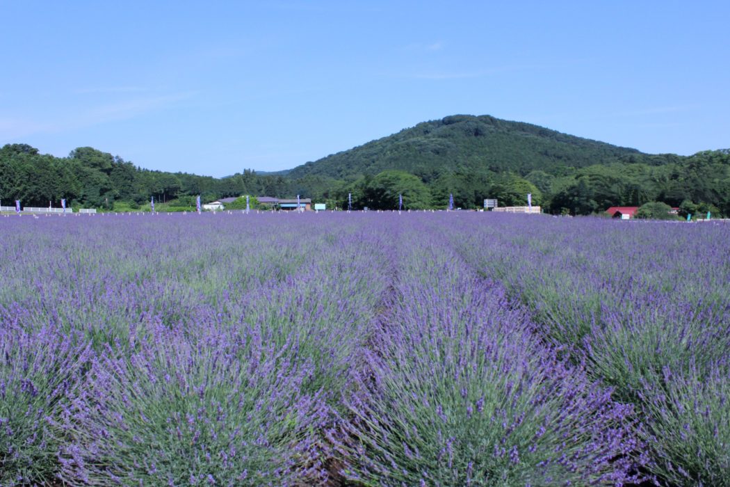 千年の苑ラベンダー園 埼玉県公式観光サイト ちょこたび埼玉