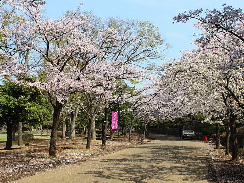 上尾丸山公園 埼玉県公式観光サイト ちょこたび埼玉