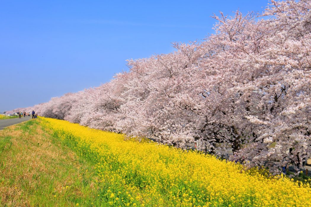 熊谷桜堤