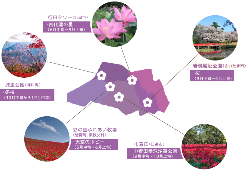 古代蓮の里、岩槻城址公園（さいたま市）、巾着田曼珠沙華公園、彩の国ふれあい牧場（皆野町、東秩父村）、城峯公園（神川町）