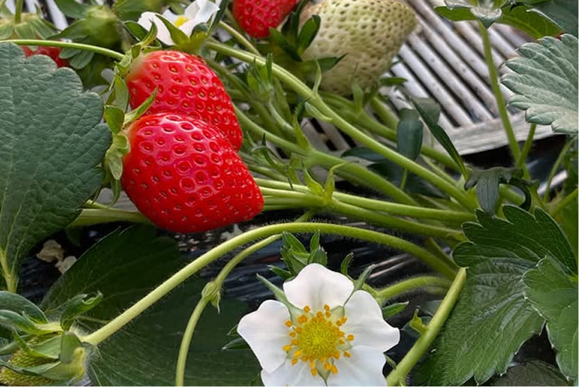 宝美いちごの画像