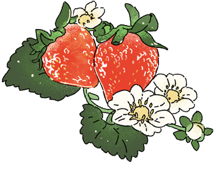 いちごの画像