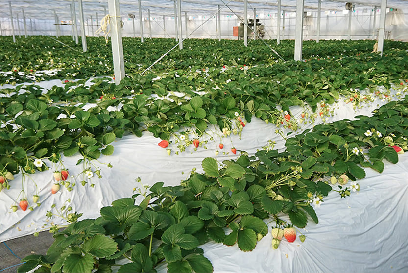 ただかね農園の画像