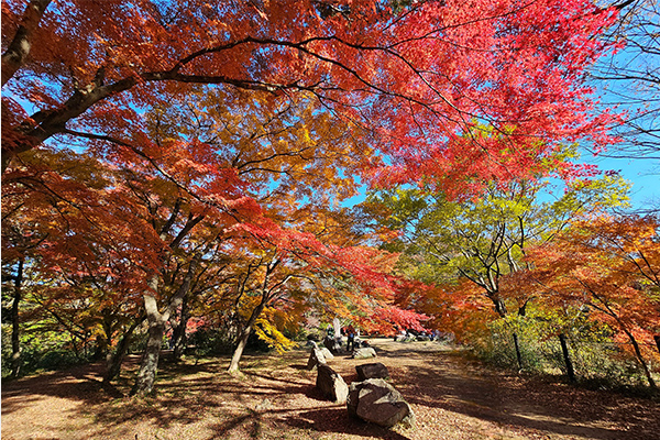 嵐山渓谷（写真／紅葉）