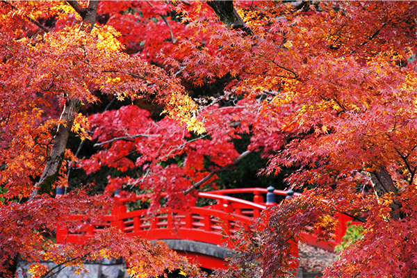 喜多院（写真／紅葉）