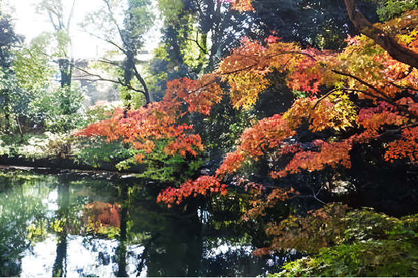 星渓園（写真／紅葉）