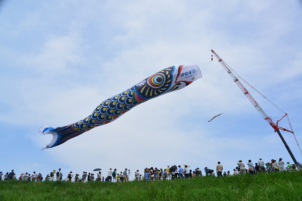 巨大なジャンボこいのぼりがクレーンで吊り上げられ、青空の下で大きく泳ぐ様子