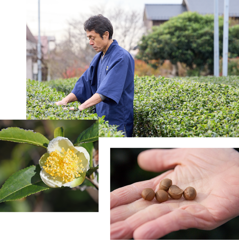 お茶の花と実