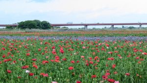 ポピー・ハッピー・スクエア