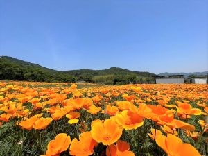 長瀞花の里（ハナビシソウ園）