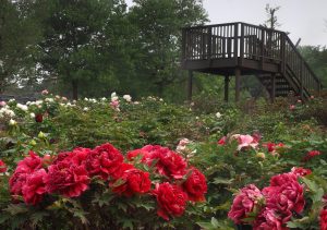 東松山ぼたん園