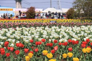 第23回　花のオアシスフェア　チューリップまつり