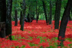 巾着田曼珠沙華公園