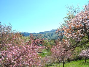 長瀞の桜（北桜通り、通り抜けの桜）