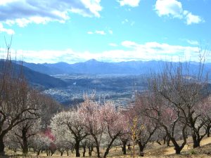 宝登山梅百花園（梅）