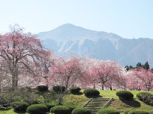 羊山公園