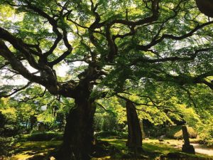 秩父札所八番西善寺（樹齢600年のコミデカエデの寺）