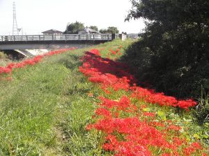 彼岸花（美里町）