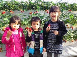 いちごとお花畑　志村農園