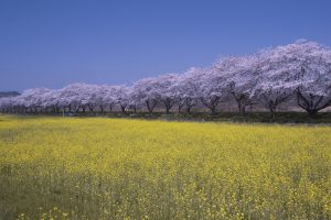 都幾川桜堤