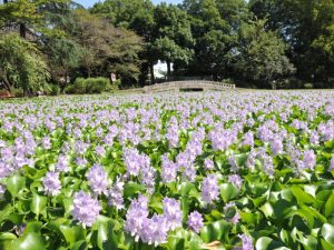 水城公園