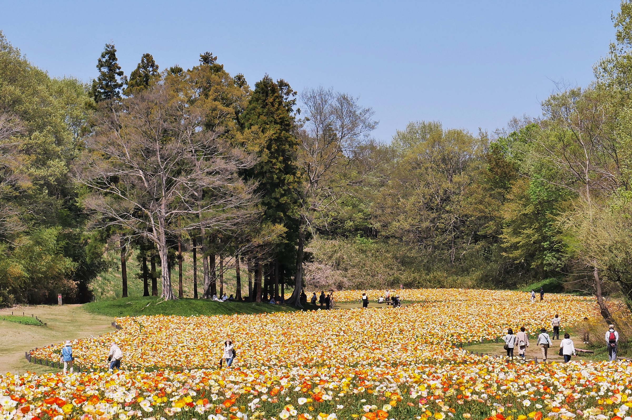 国営武蔵丘陵森林公園