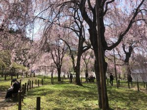 清雲寺のしだれ桜