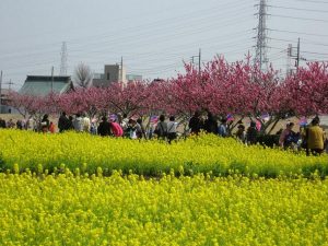 中川やしお花桃まつり